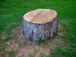 Best Leaf Removal  in Bellevue, KY