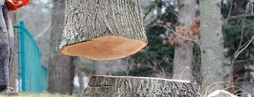 Best Arborist Consultation Services  in Bellevue, KY
