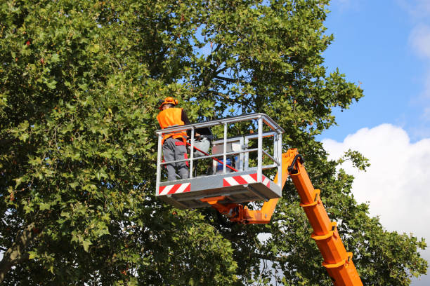 Best Aeration Services  in Bellevue, KY