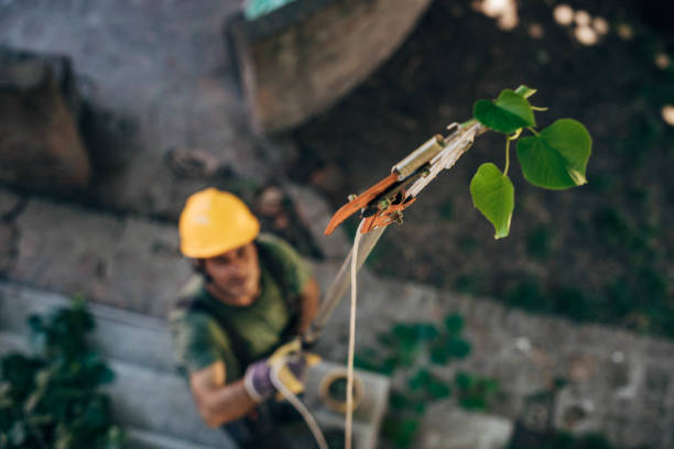 Best Tree Risk Assessment  in Bellevue, KY