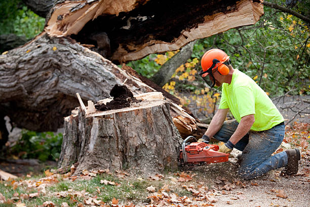 Best Storm Damage Tree Cleanup  in Bellevue, KY