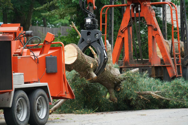 Best Aeration Services  in Bellevue, KY