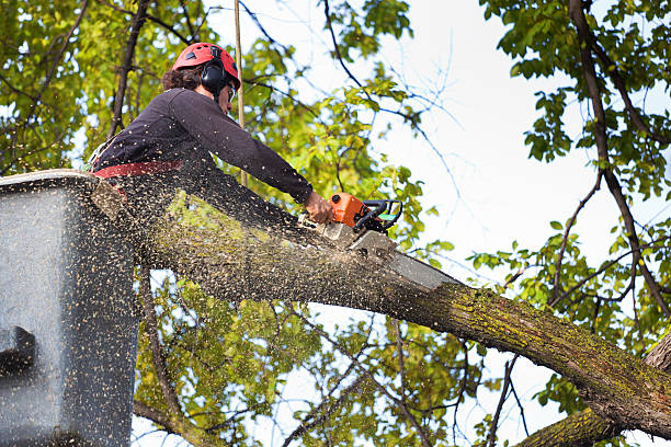Best Tree Maintenance Programs  in Bellevue, KY
