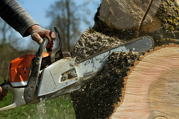 Best Lawn Dethatching  in Bellevue, KY
