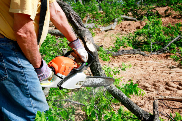 Best Tree Trimming and Pruning  in Bellevue, KY